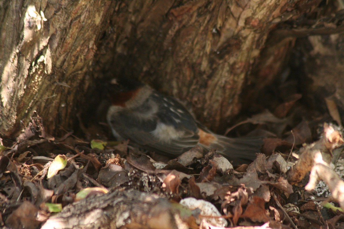 Bay-breasted Warbler - ML591350121