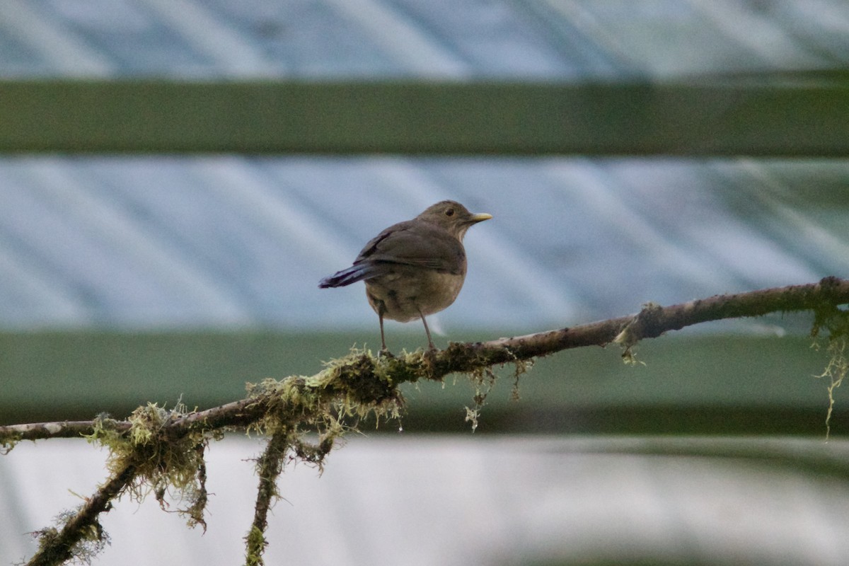 Ecuadorian Thrush - ML591350821