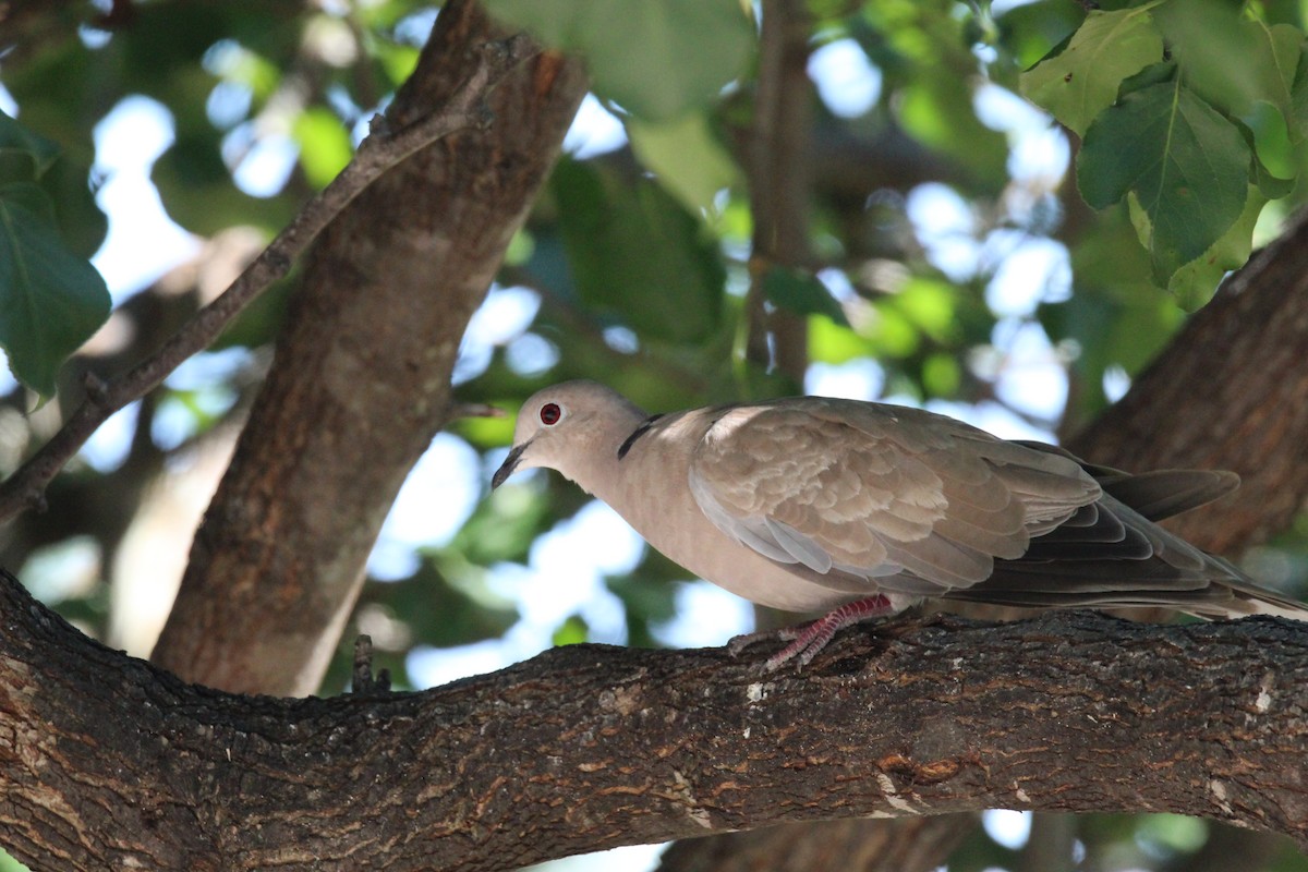 Eurasian Collared-Dove - George Dokes