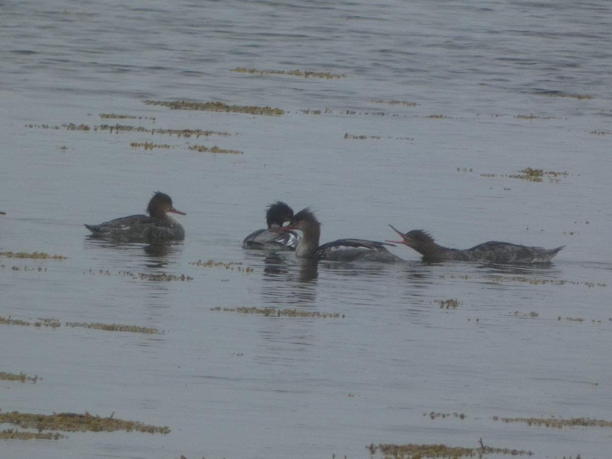 Red-breasted Merganser - ML591350941