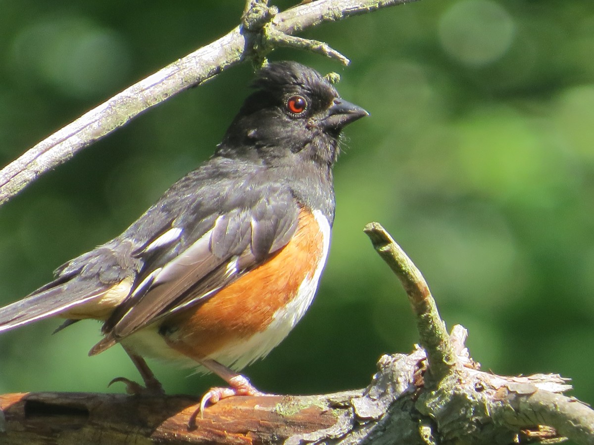 Eastern Towhee - ML591351031