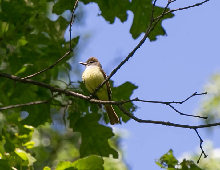 Great Crested Flycatcher - ML59135121