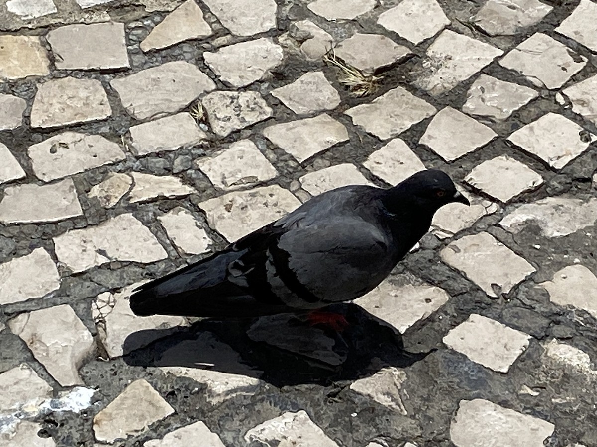 Rock Pigeon (Feral Pigeon) - ML591352651