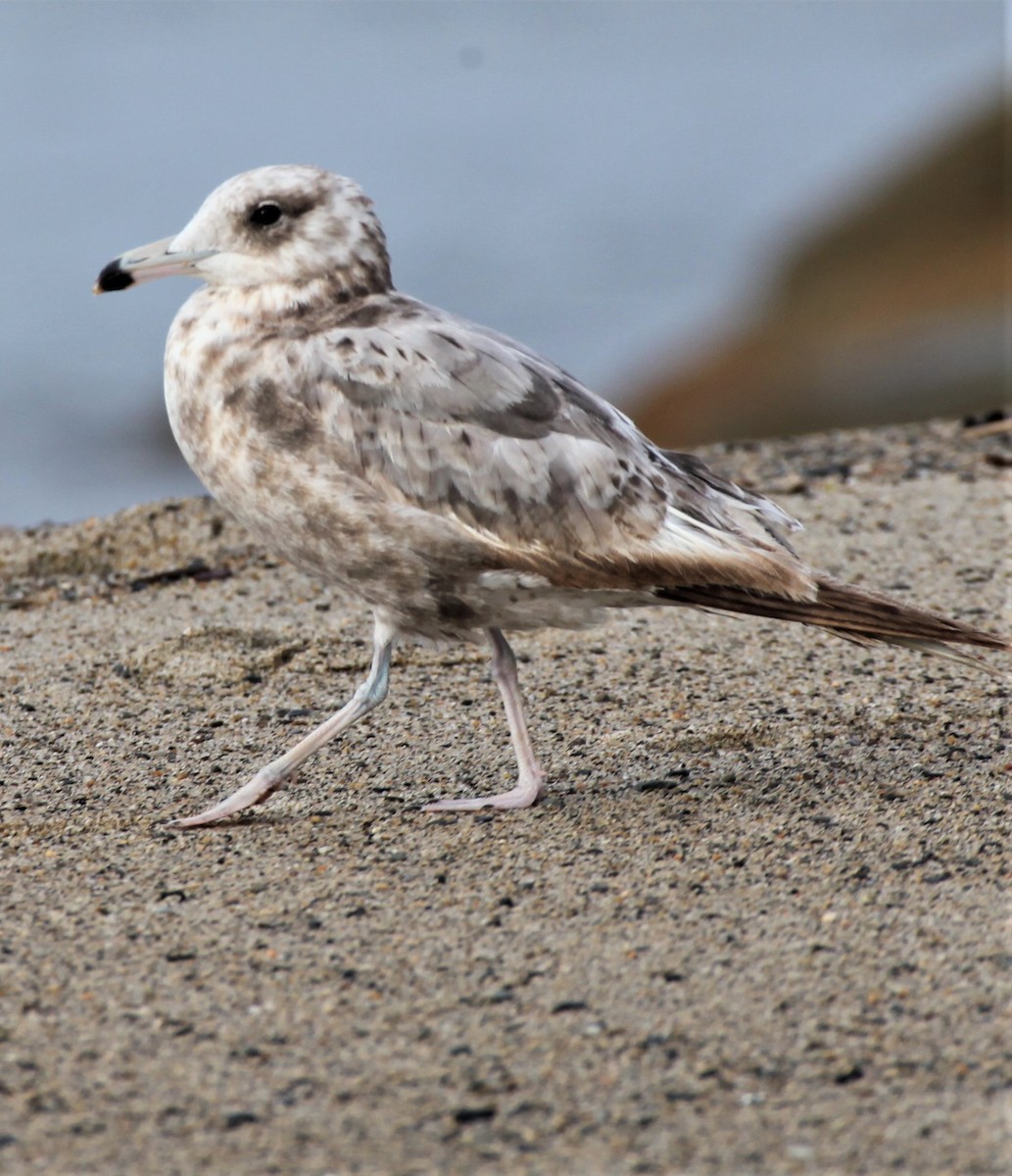 California Gull - Ken Lamberton