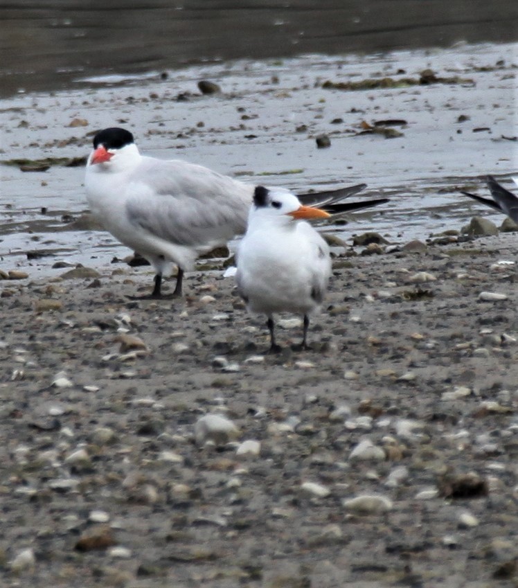 Royal Tern - Ken Lamberton