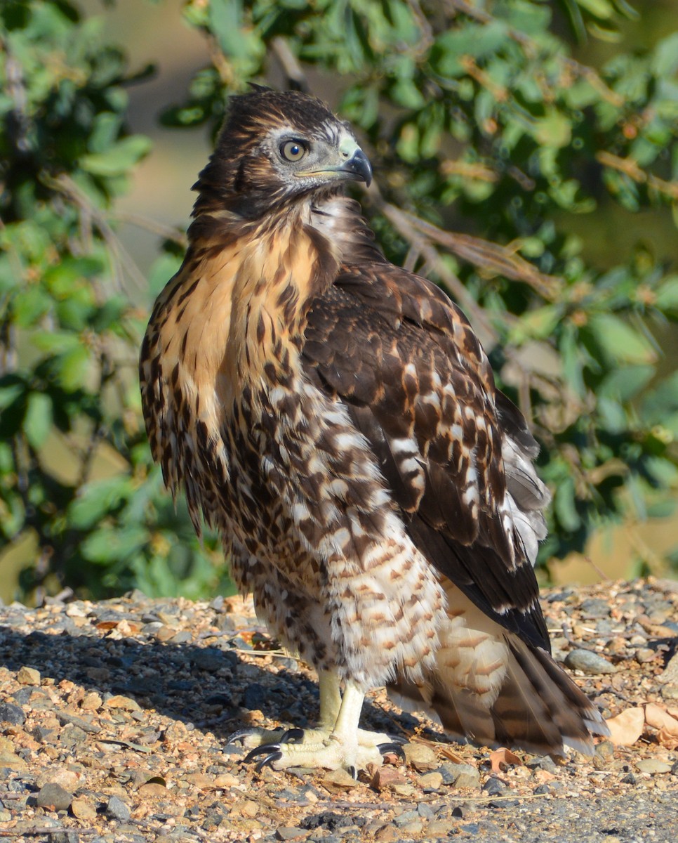 Red-tailed Hawk - ML591357861