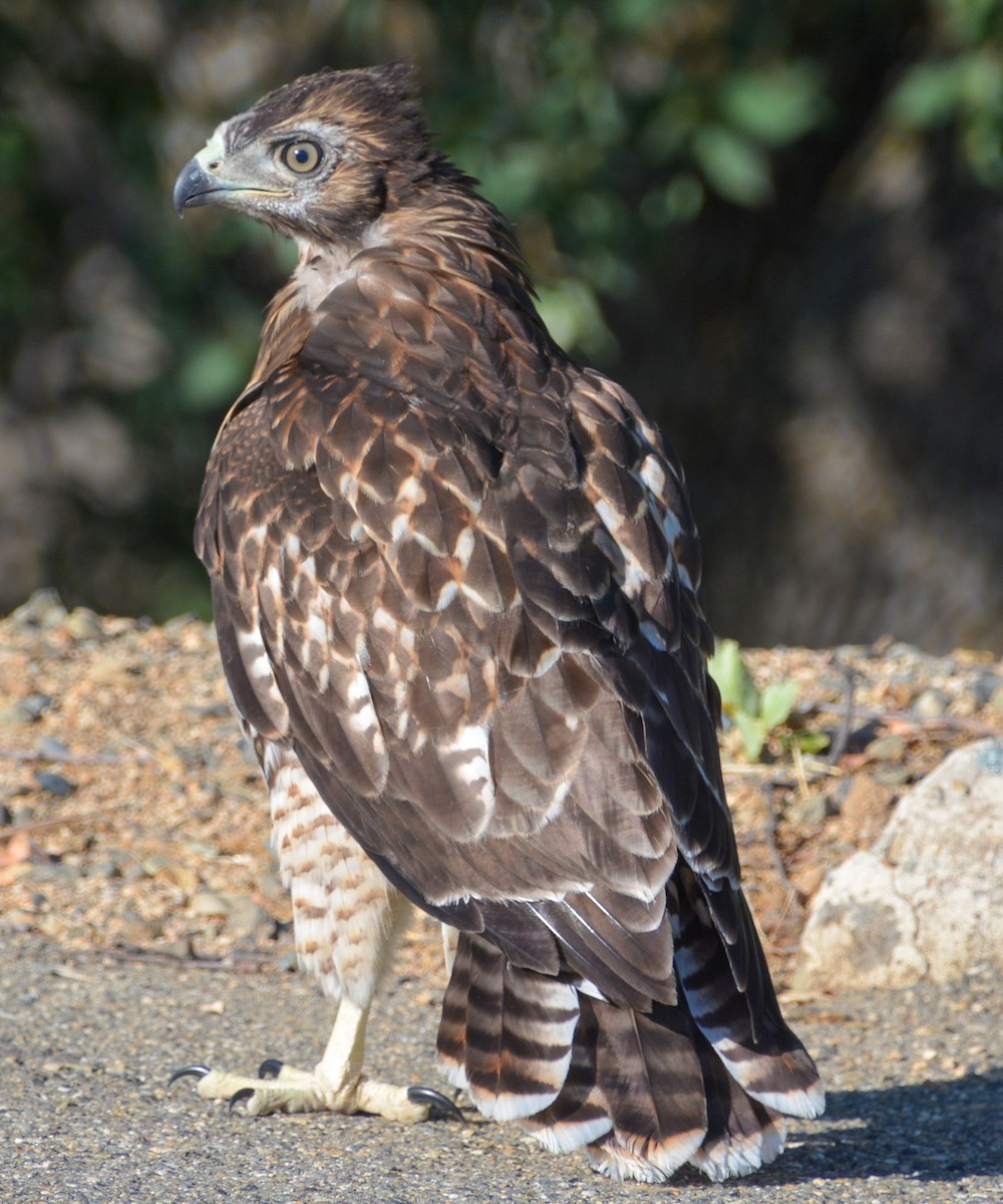 Red-tailed Hawk - ML591357871