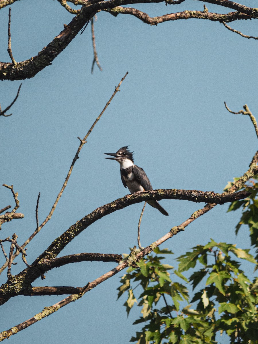 Belted Kingfisher - ML591358111