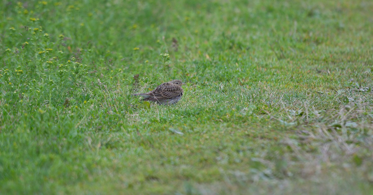 Eurasian Skylark (European) - ML591358331