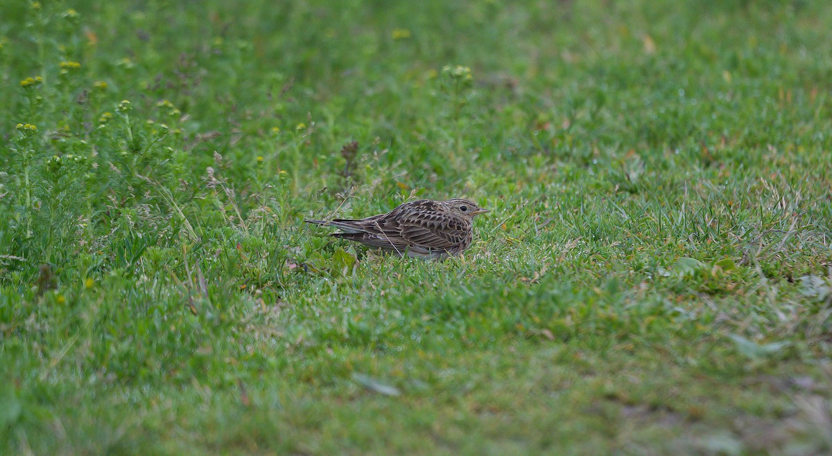 Eurasian Skylark (European) - ML591358341