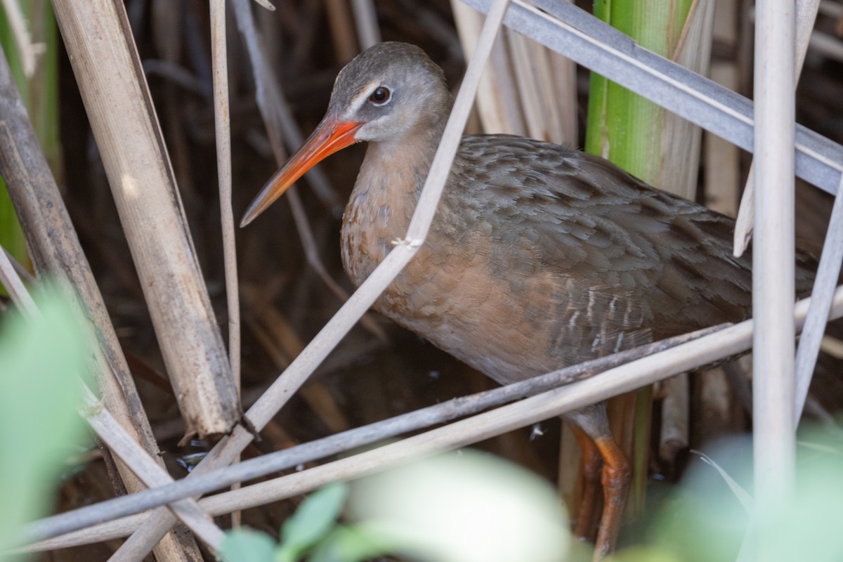 Rascón de Ridgway (yumanensis) - ML591358701