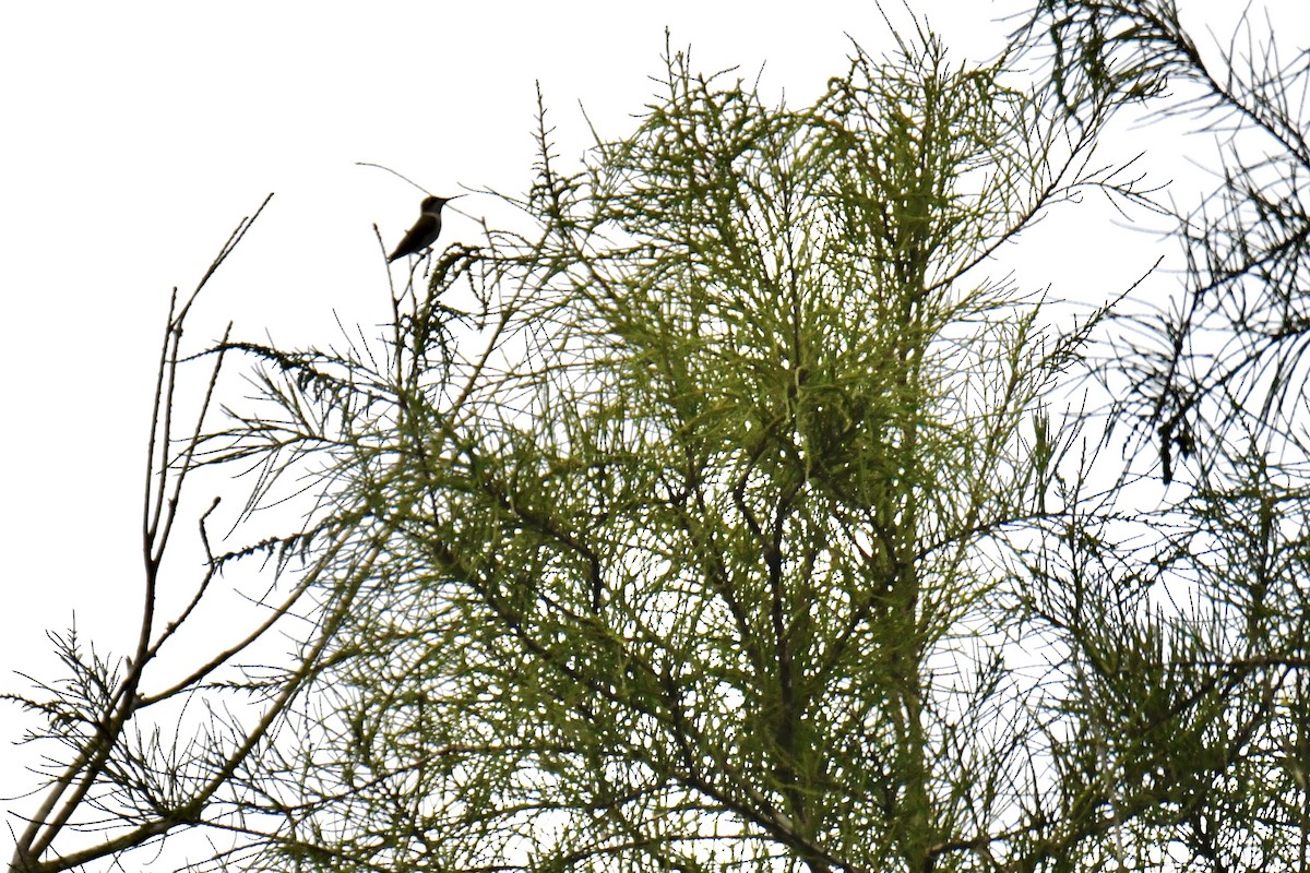 Yakut Boğazlı Kolibri - ML591359241