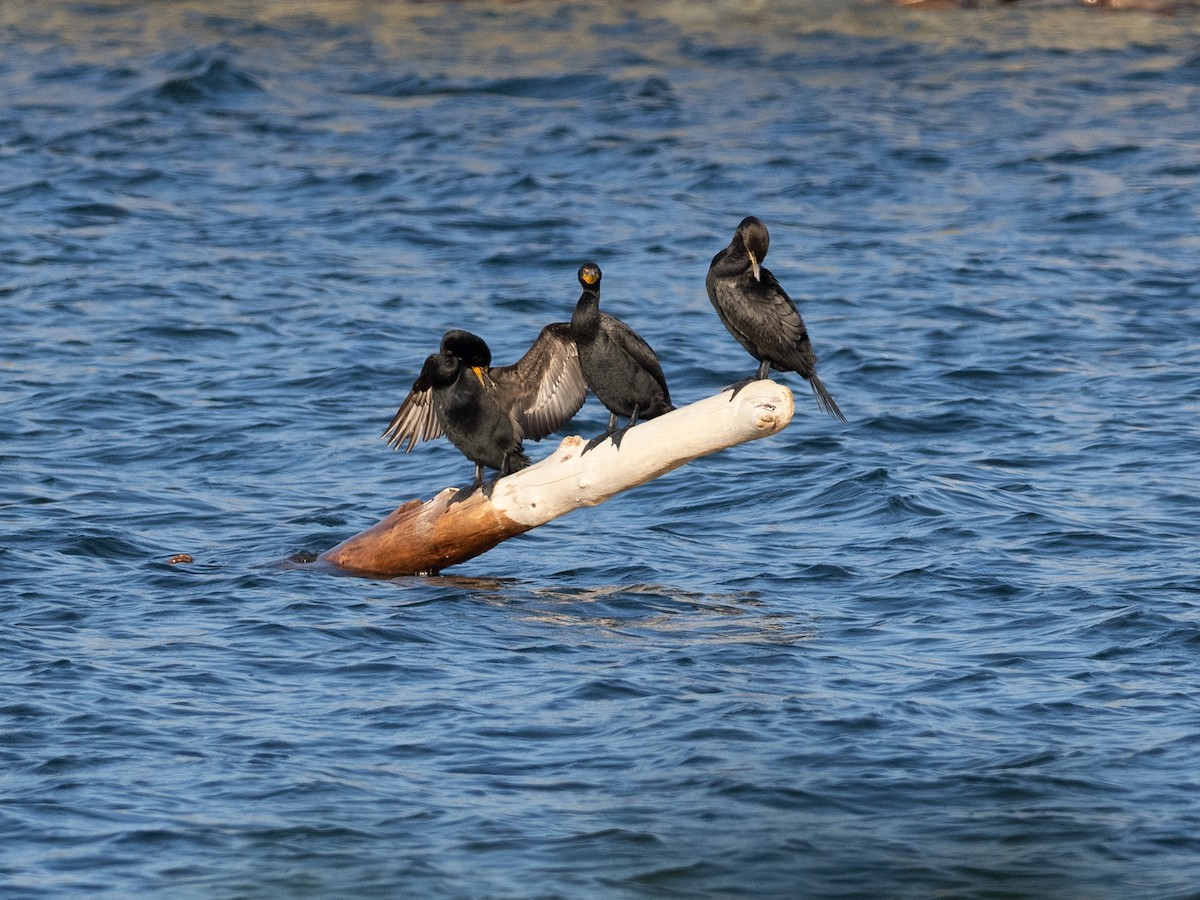 Double-crested Cormorant - ML591359281