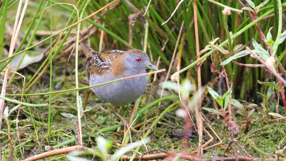 Baillon's Crake - ML591359591