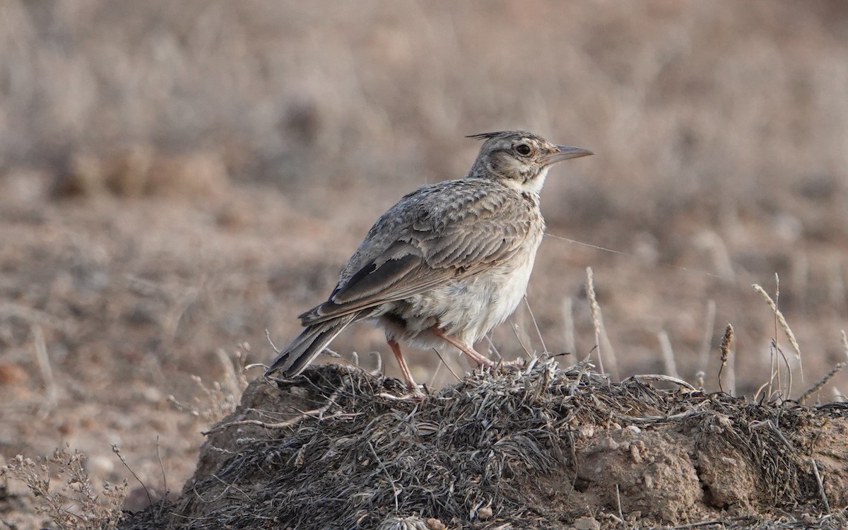 Crested Lark - ML591360091