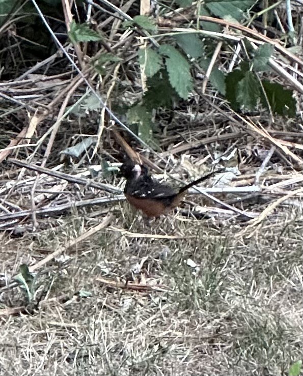 Spotted Towhee - ML591360311