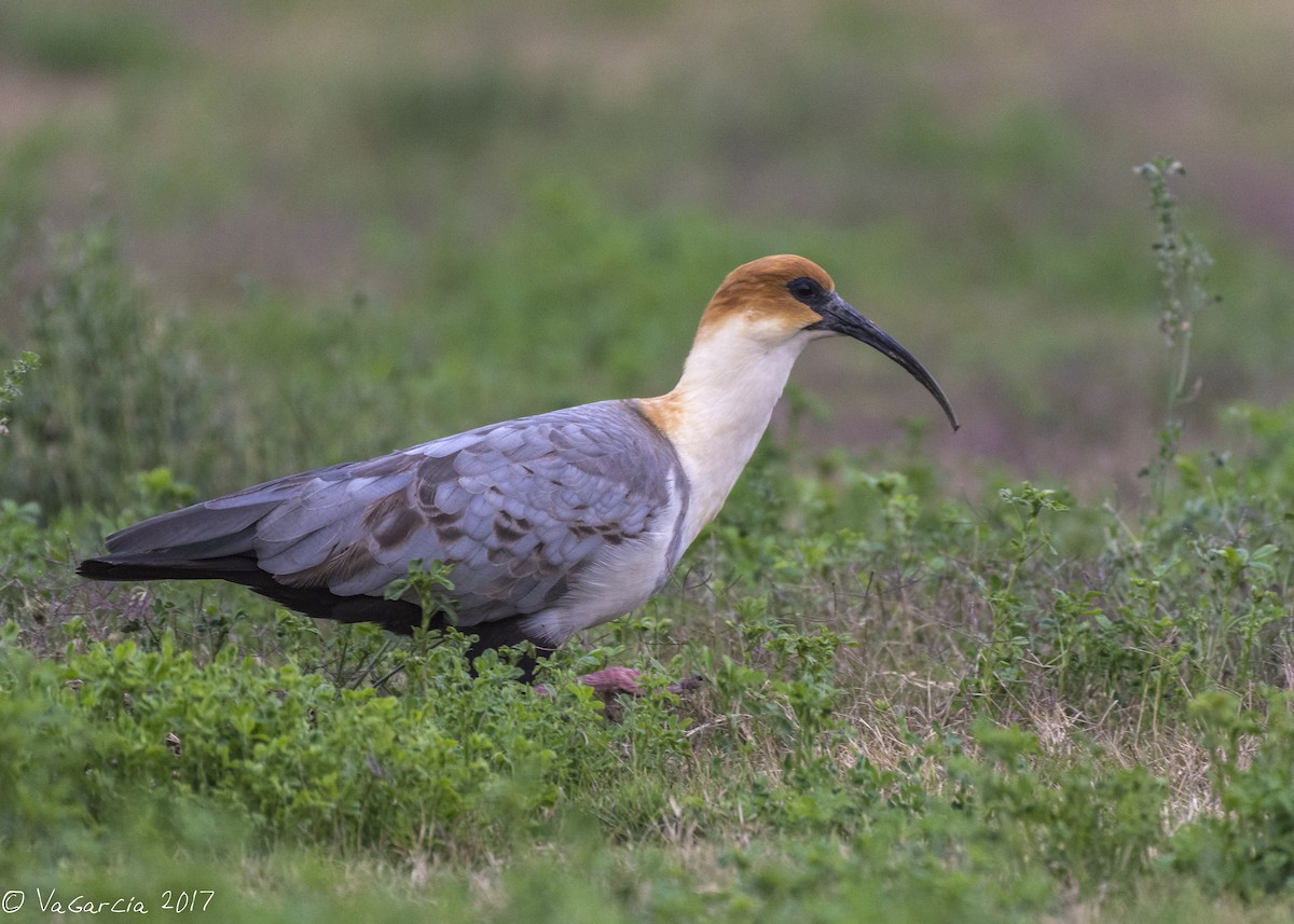 ibis šedokřídlý - ML59136091