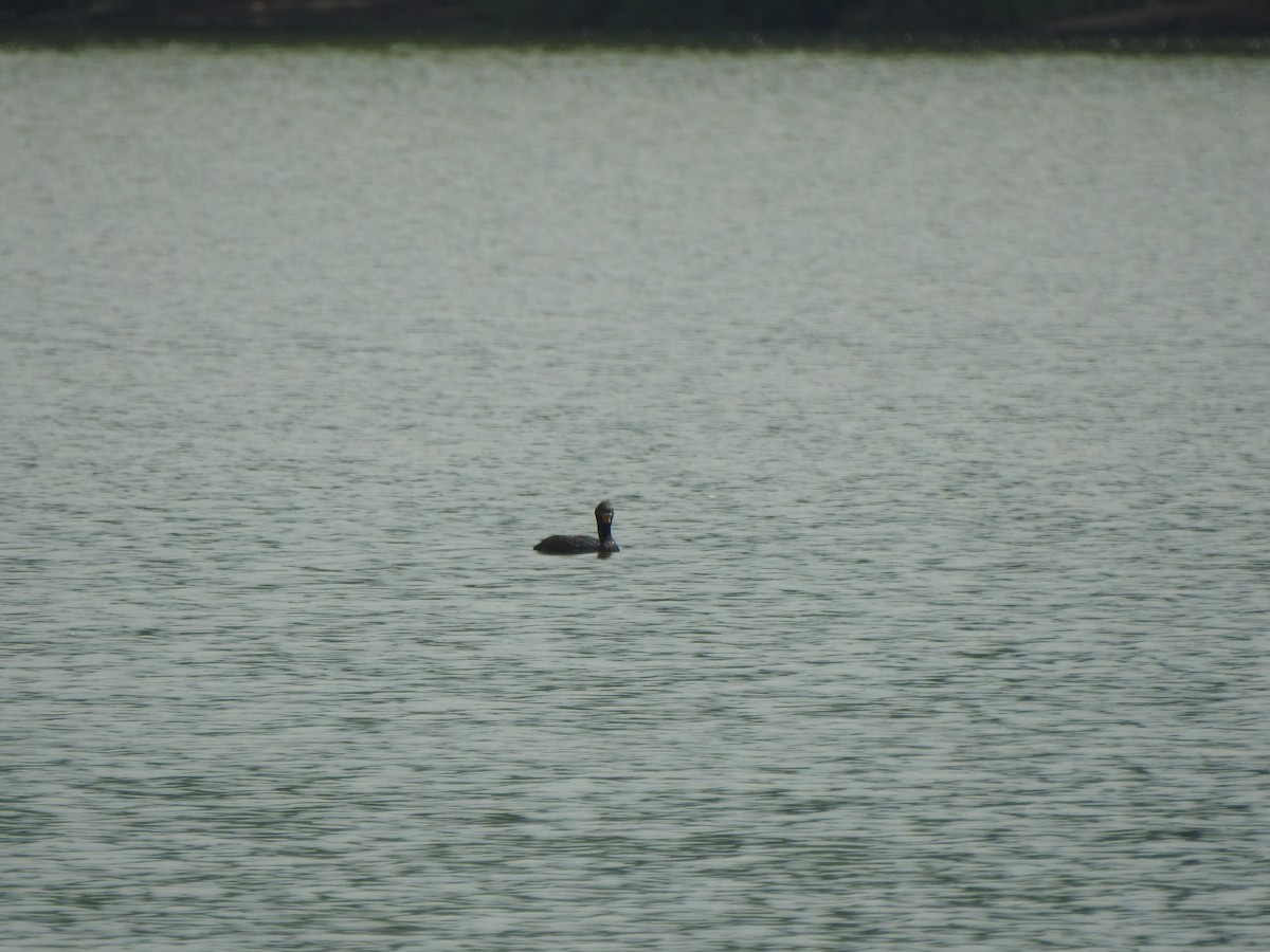 Double-crested Cormorant - ML591361381