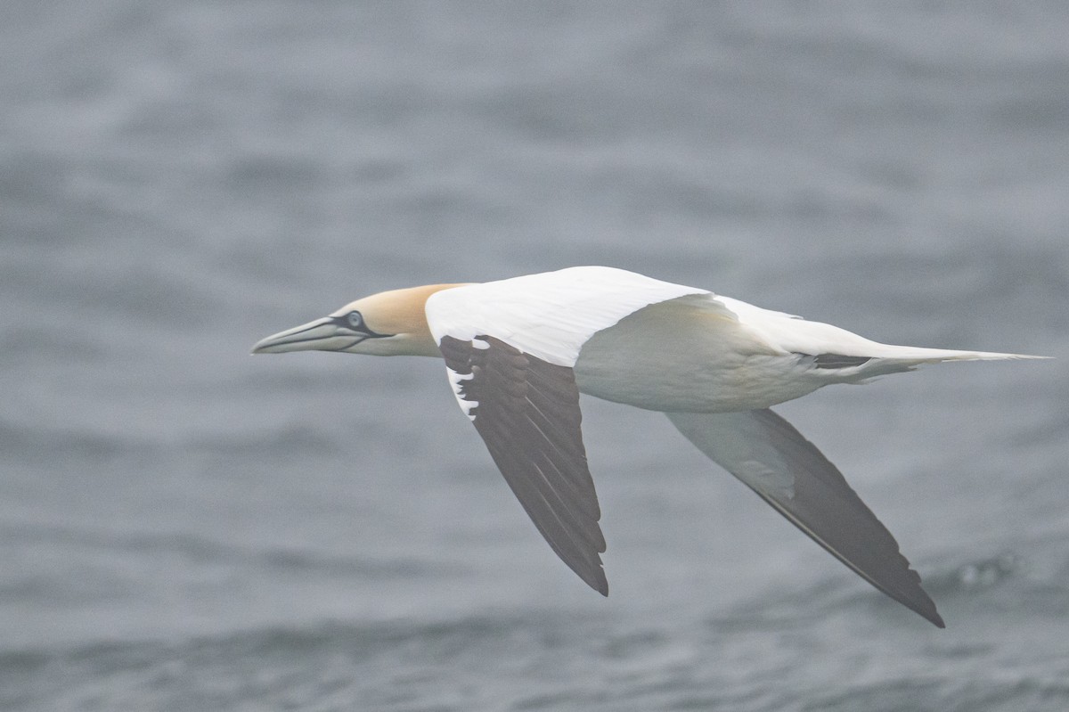 Northern Gannet - Frank King