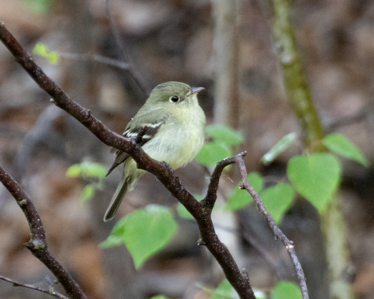 Yellow-bellied Flycatcher - ML591363851