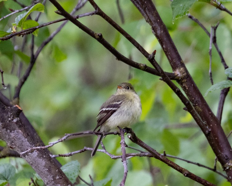 Yellow-bellied Flycatcher - ML591363861