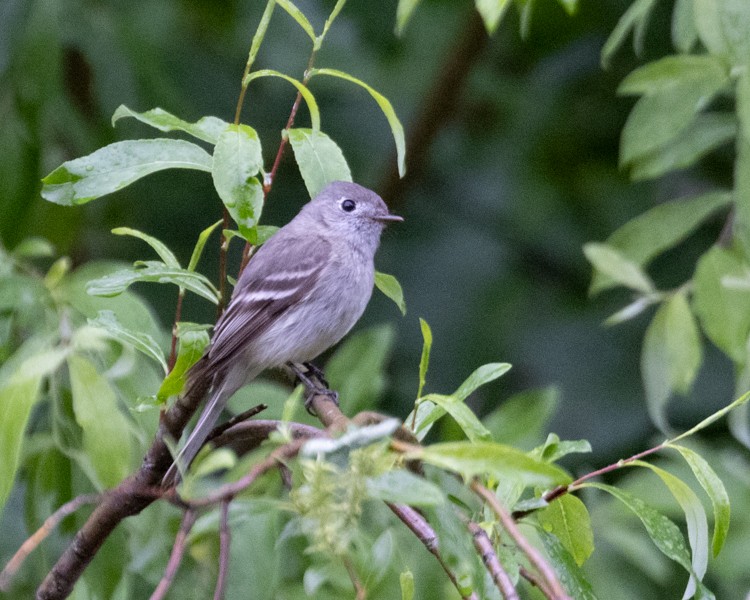 Hammond's Flycatcher - ML591363921