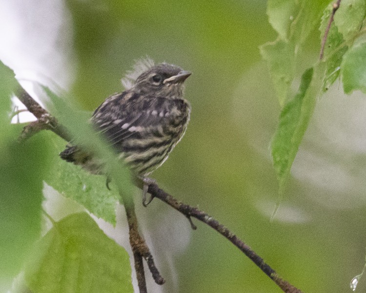 Yellow-rumped Warbler (Myrtle) - ML591364041