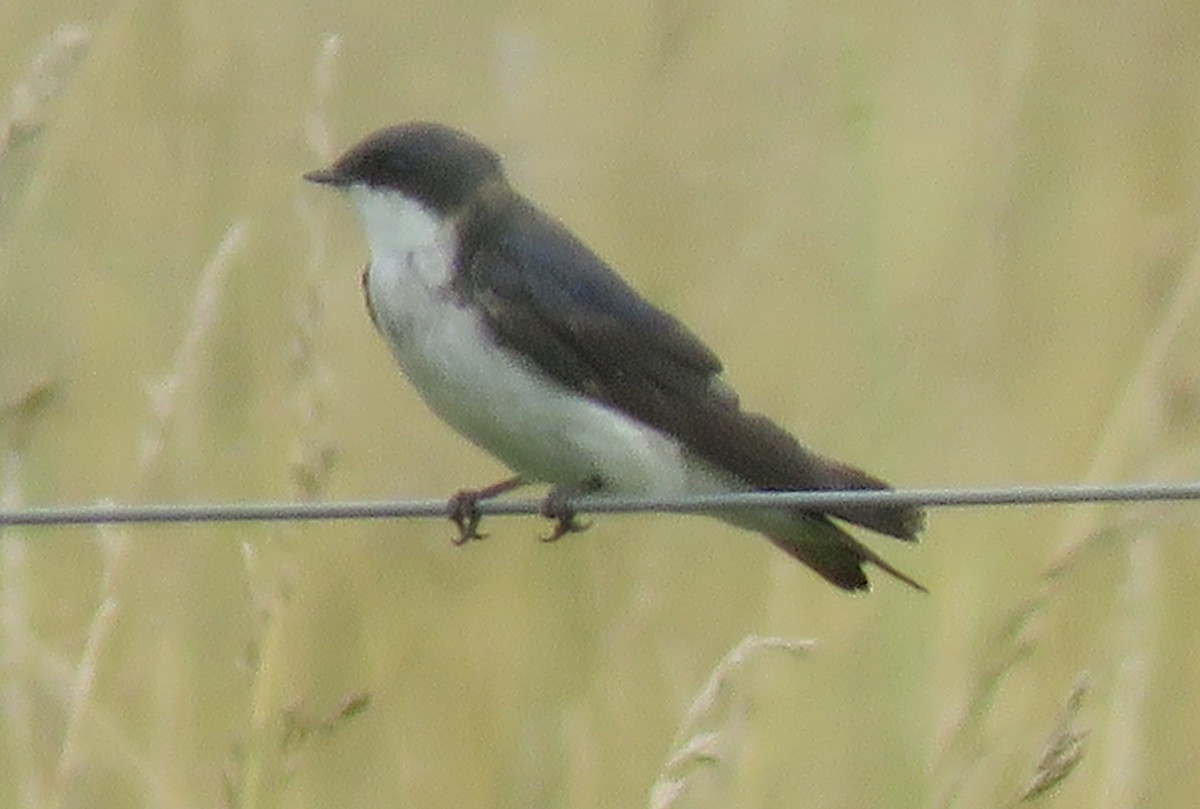 Tree Swallow - ML591364831
