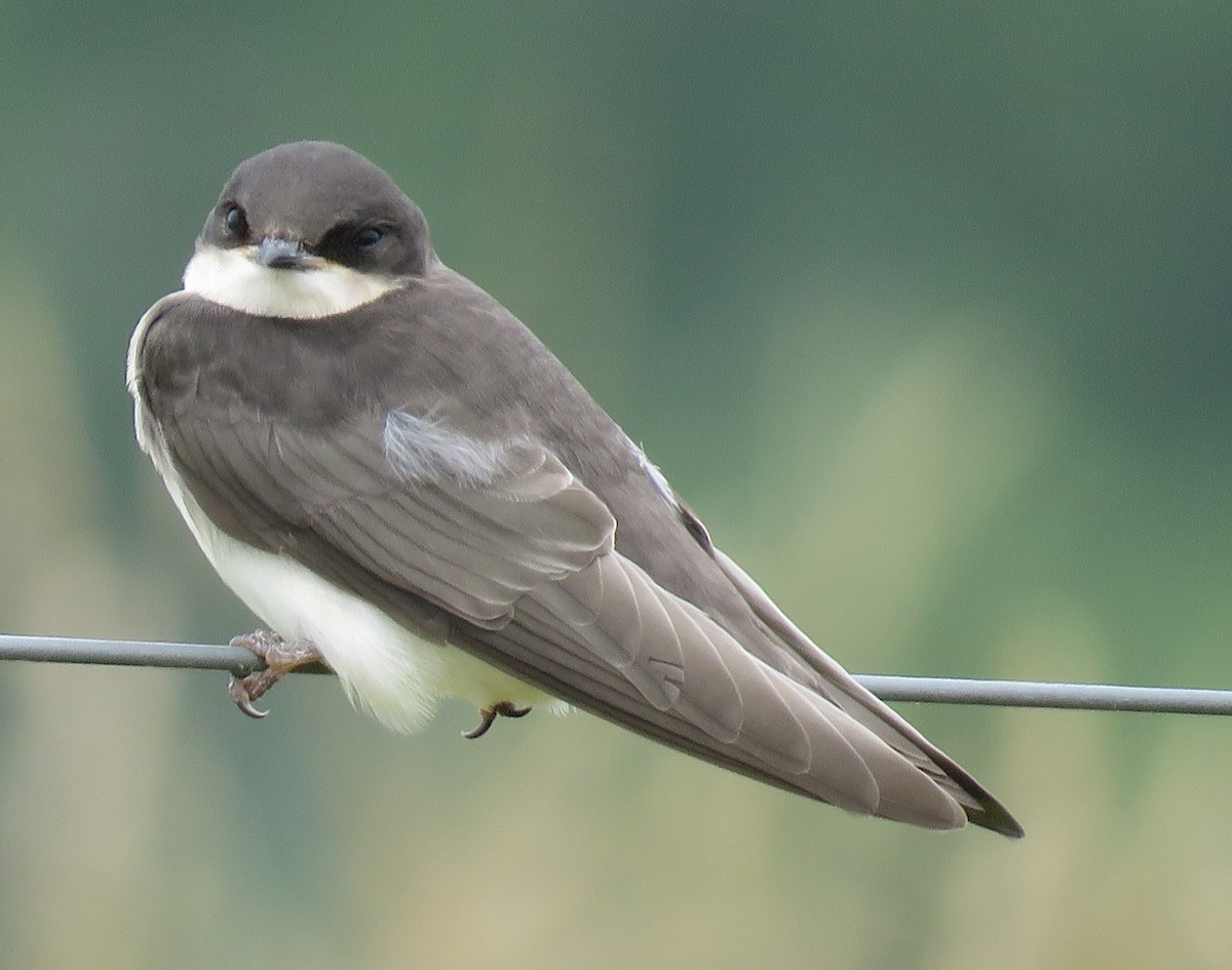 Tree Swallow - ML591365941