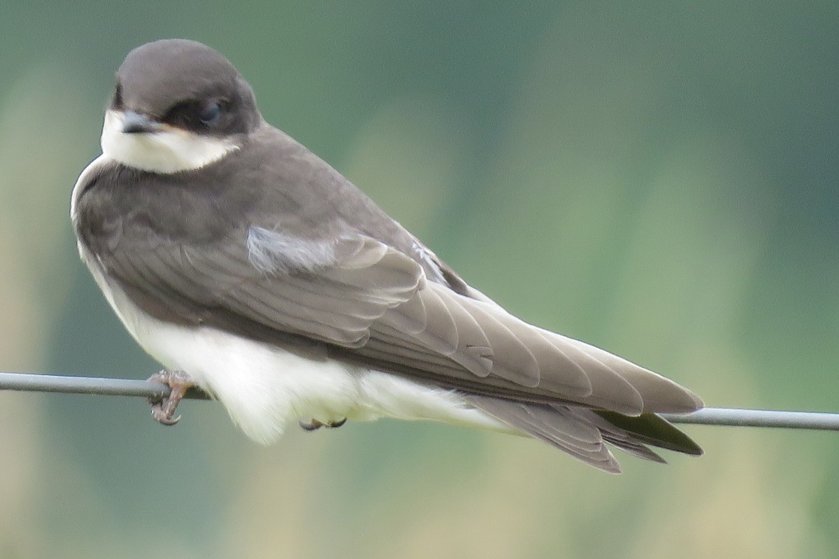 Tree Swallow - ML591365951
