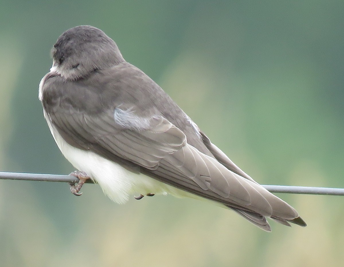 Tree Swallow - ML591365961