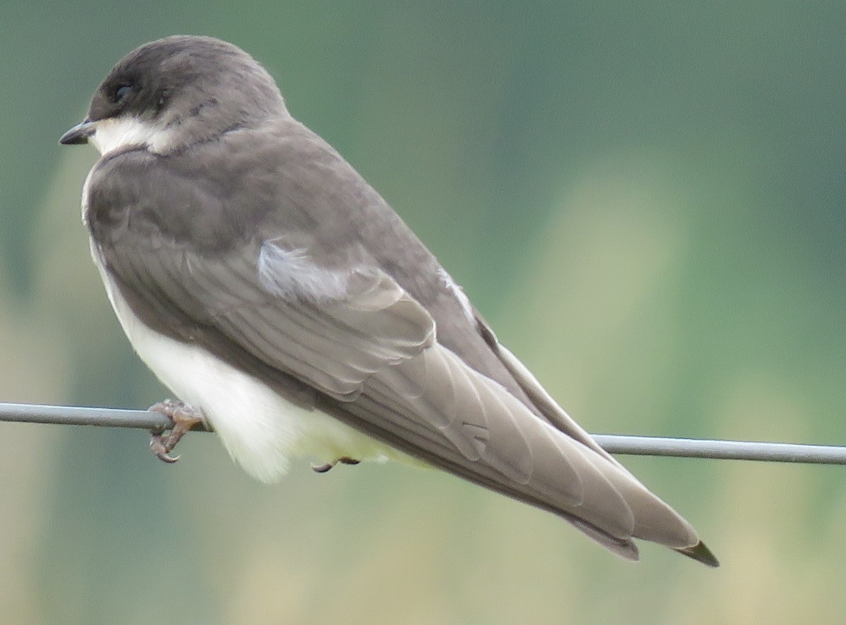 Tree Swallow - ML591365971