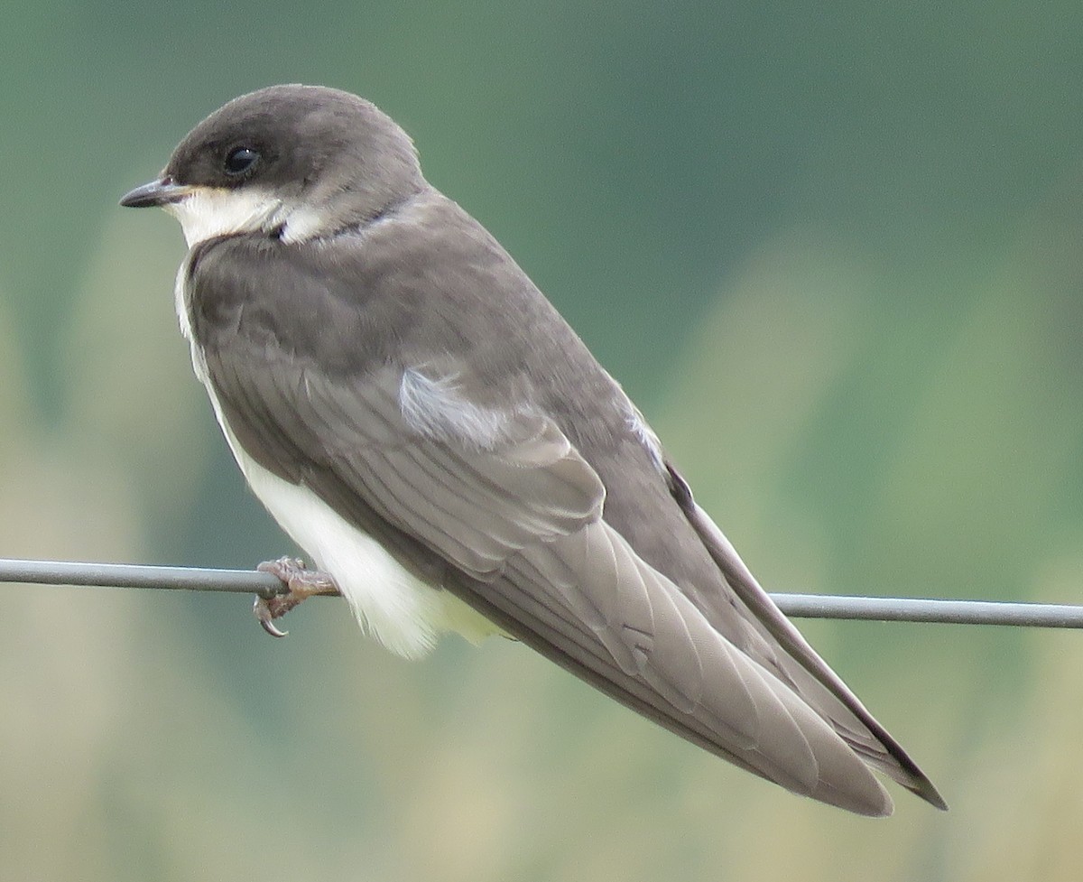 Tree Swallow - ML591365981