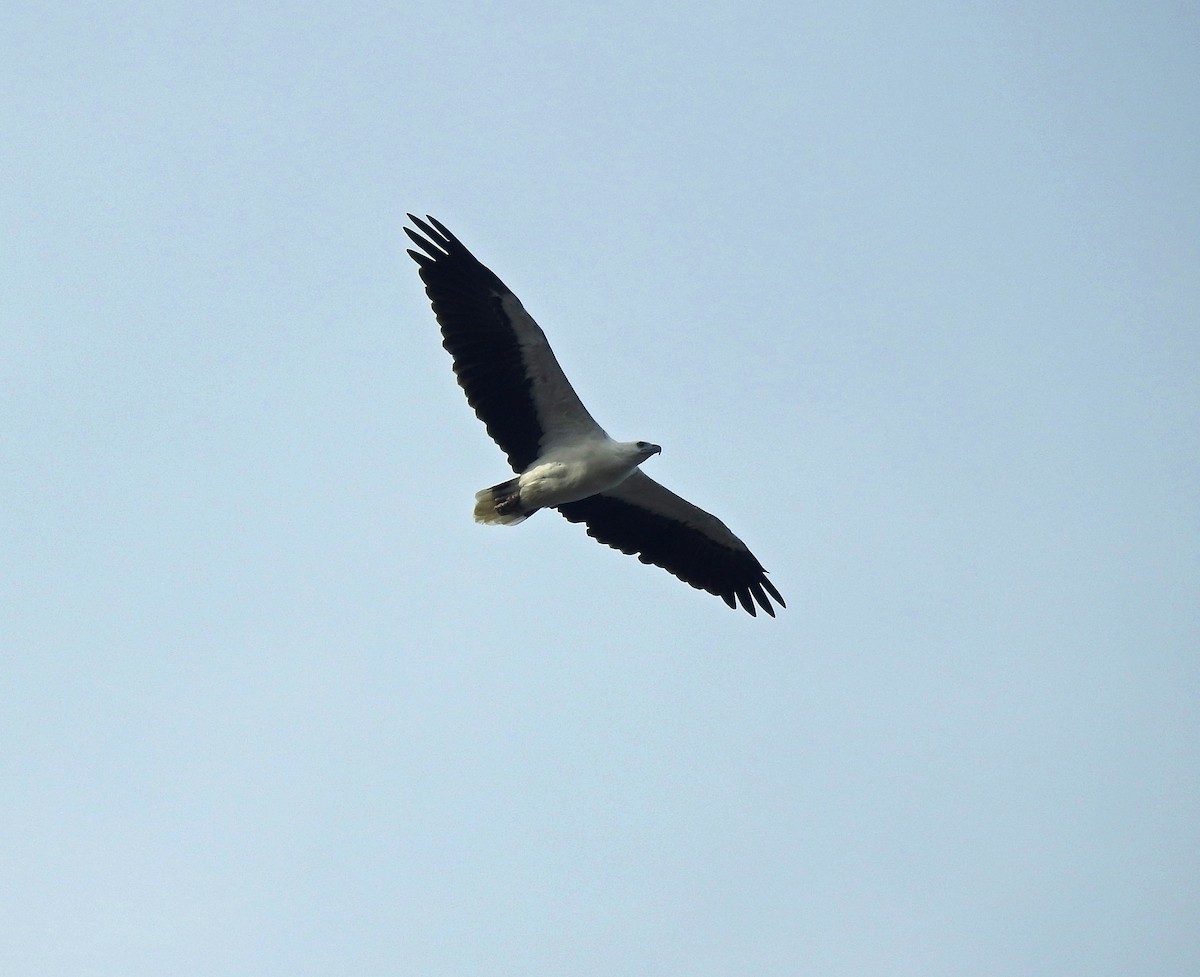 White-bellied Sea-Eagle - ML591366251