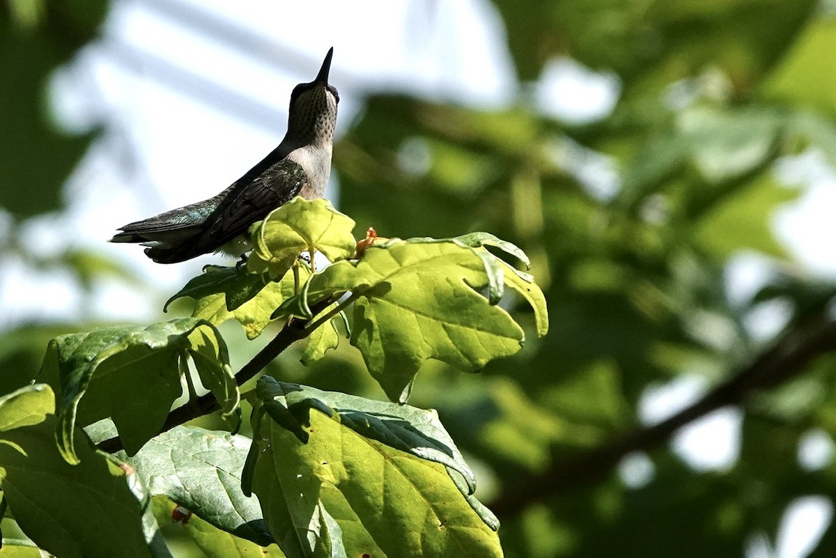 Colibri à gorge rubis - ML591367661