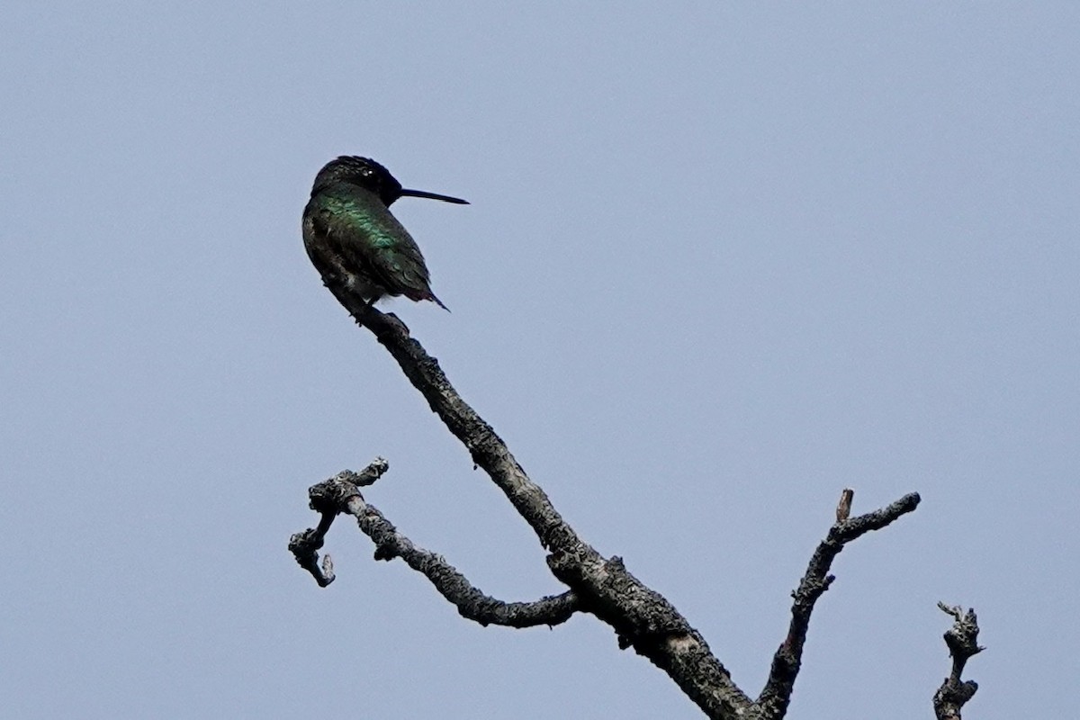 Ruby-throated Hummingbird - Fleeta Chauvigne