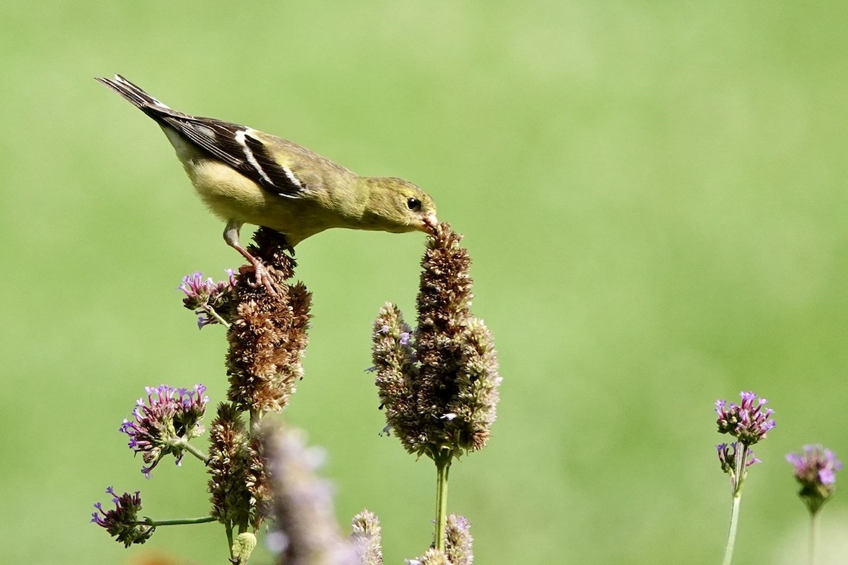 American Goldfinch - ML591368961