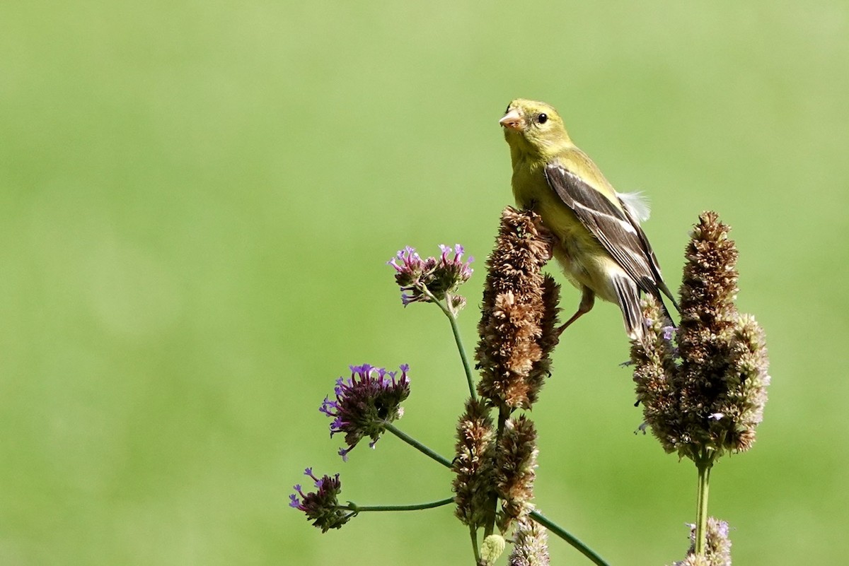 American Goldfinch - ML591368971