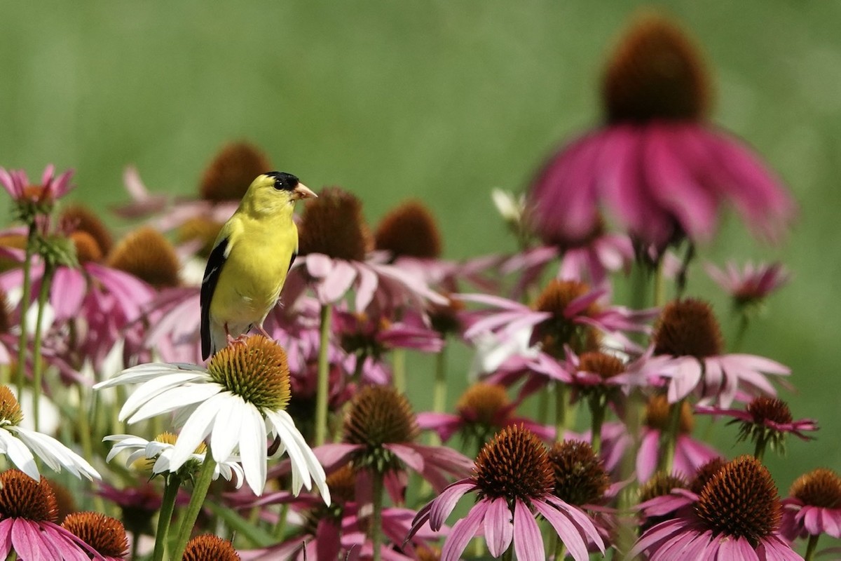 American Goldfinch - ML591368981