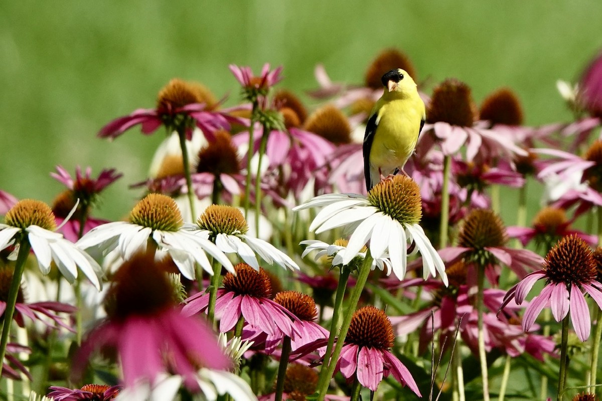 American Goldfinch - ML591368991