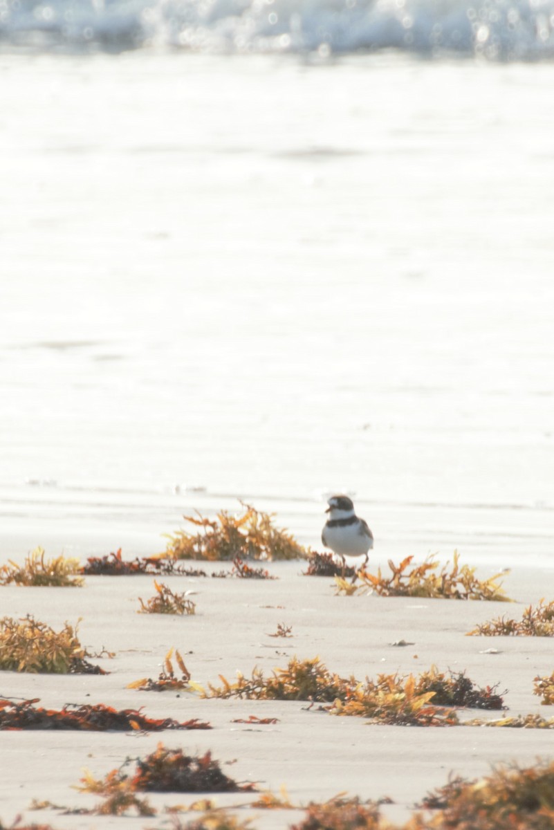 Semipalmated Plover - ML59136901