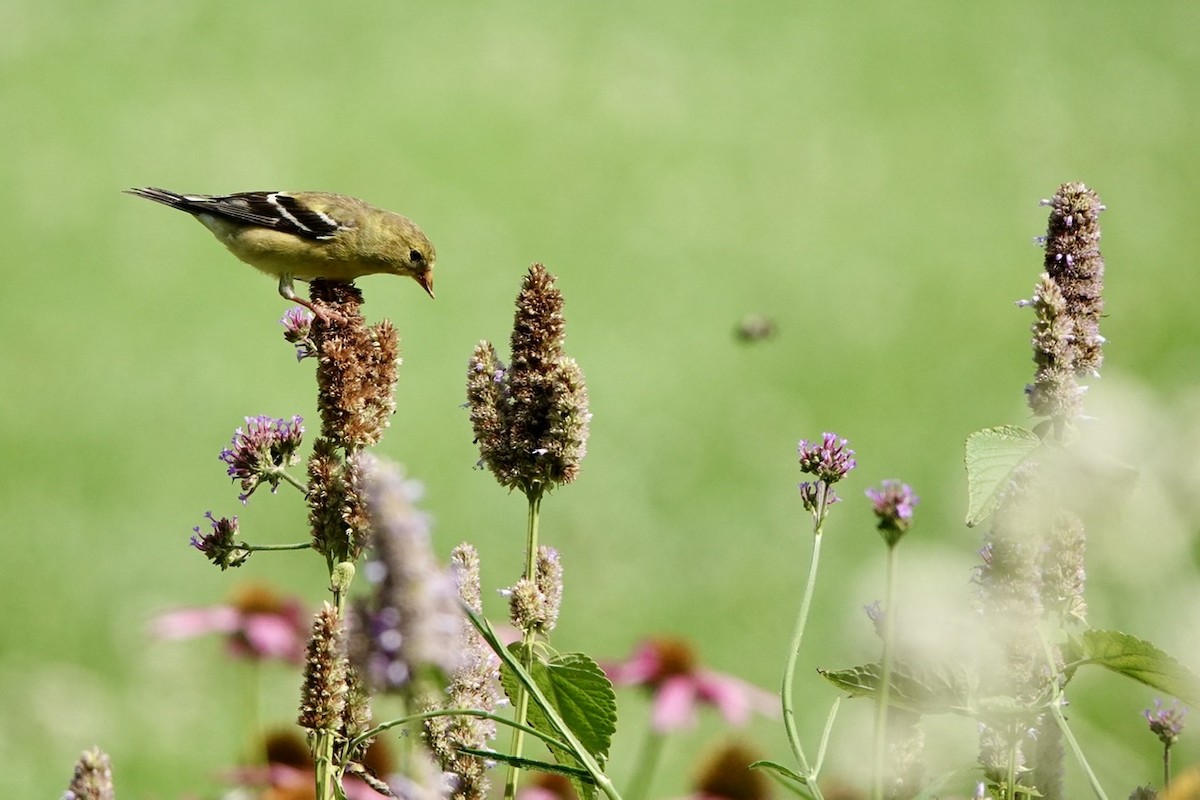 American Goldfinch - ML591369011