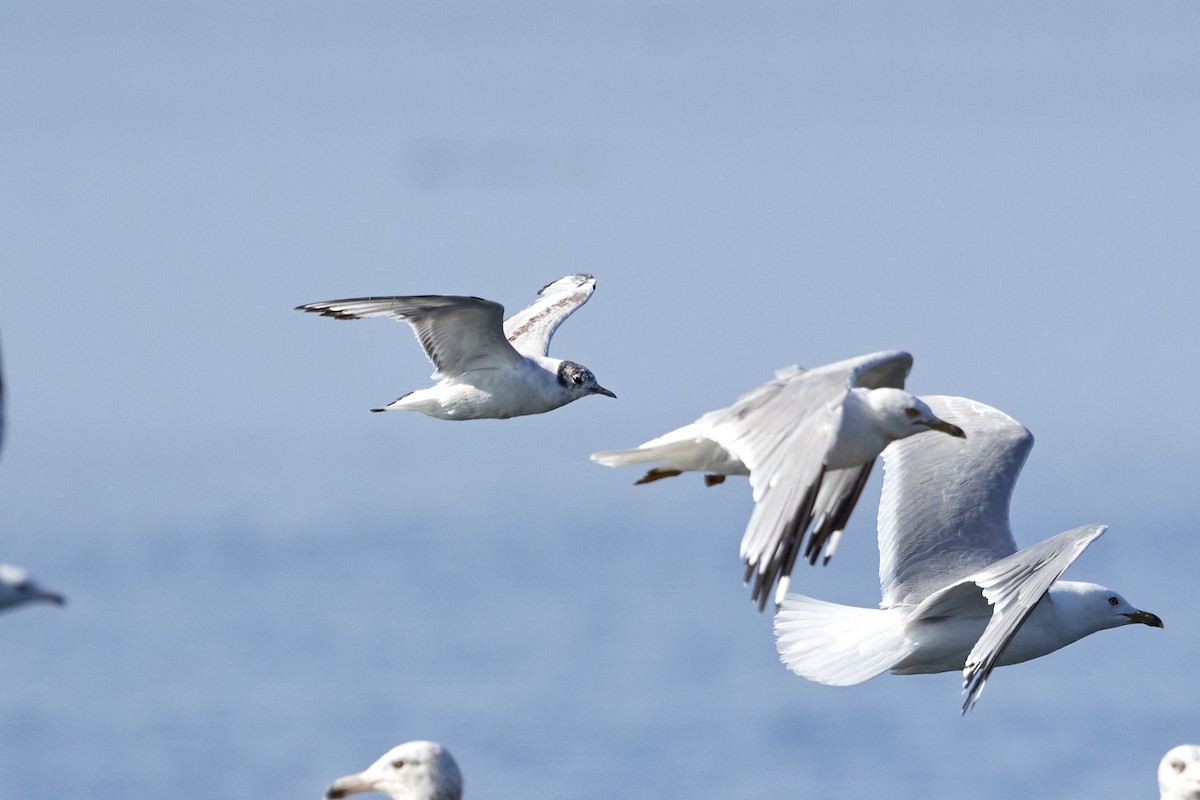 Bonaparte's Gull - Patrice St-Pierre