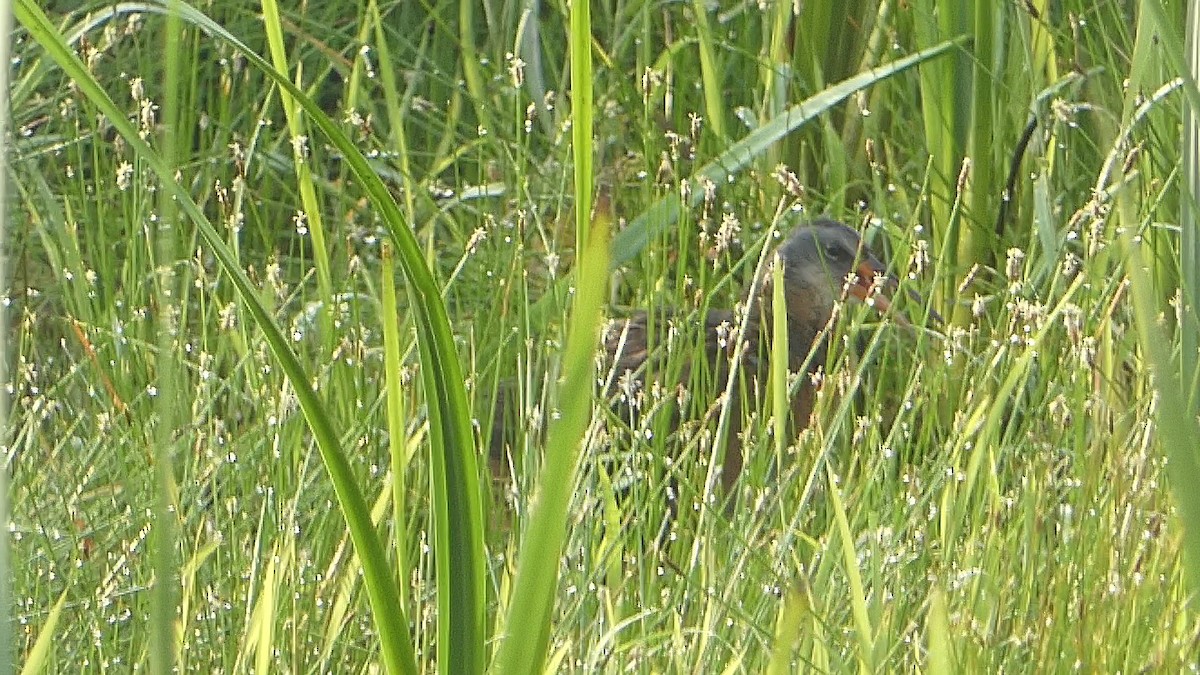 Virginia Rail - Isaac Petrowitz