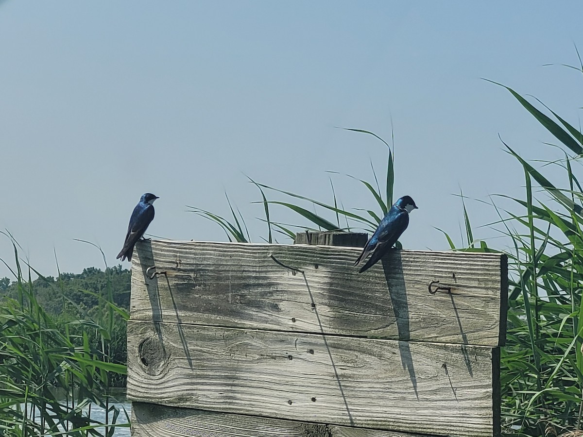 Tree Swallow - ML591372061