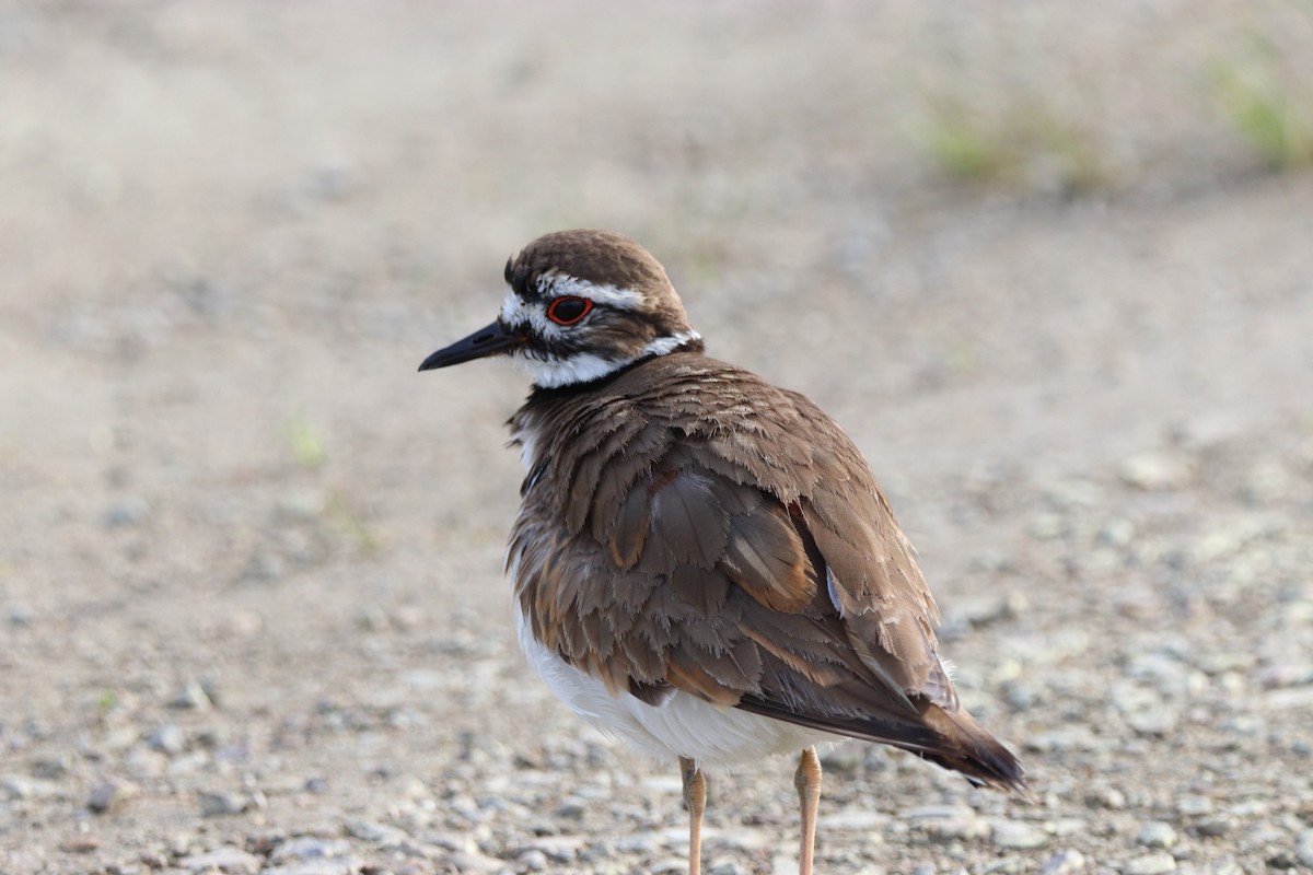 Killdeer - ML59137261