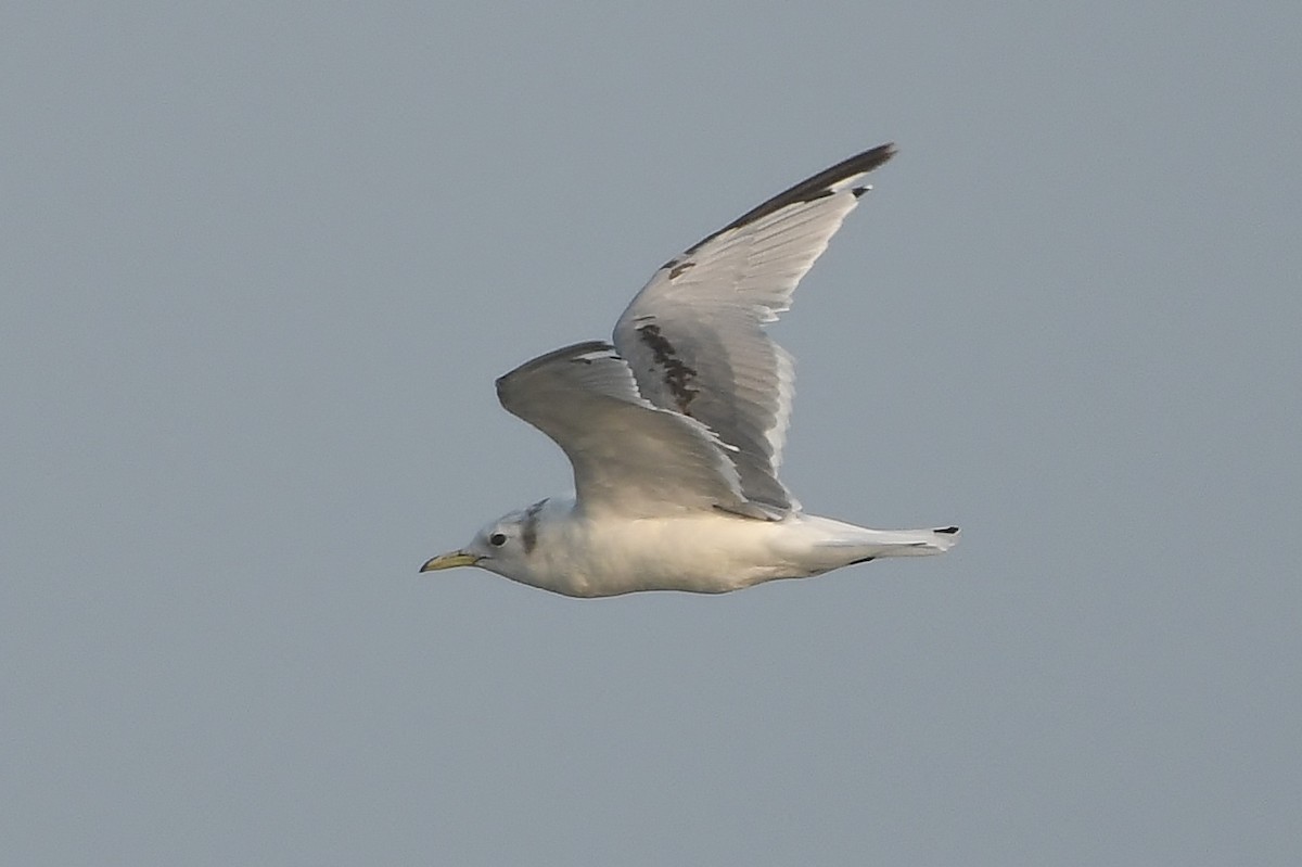 Black-legged Kittiwake - ML591372991