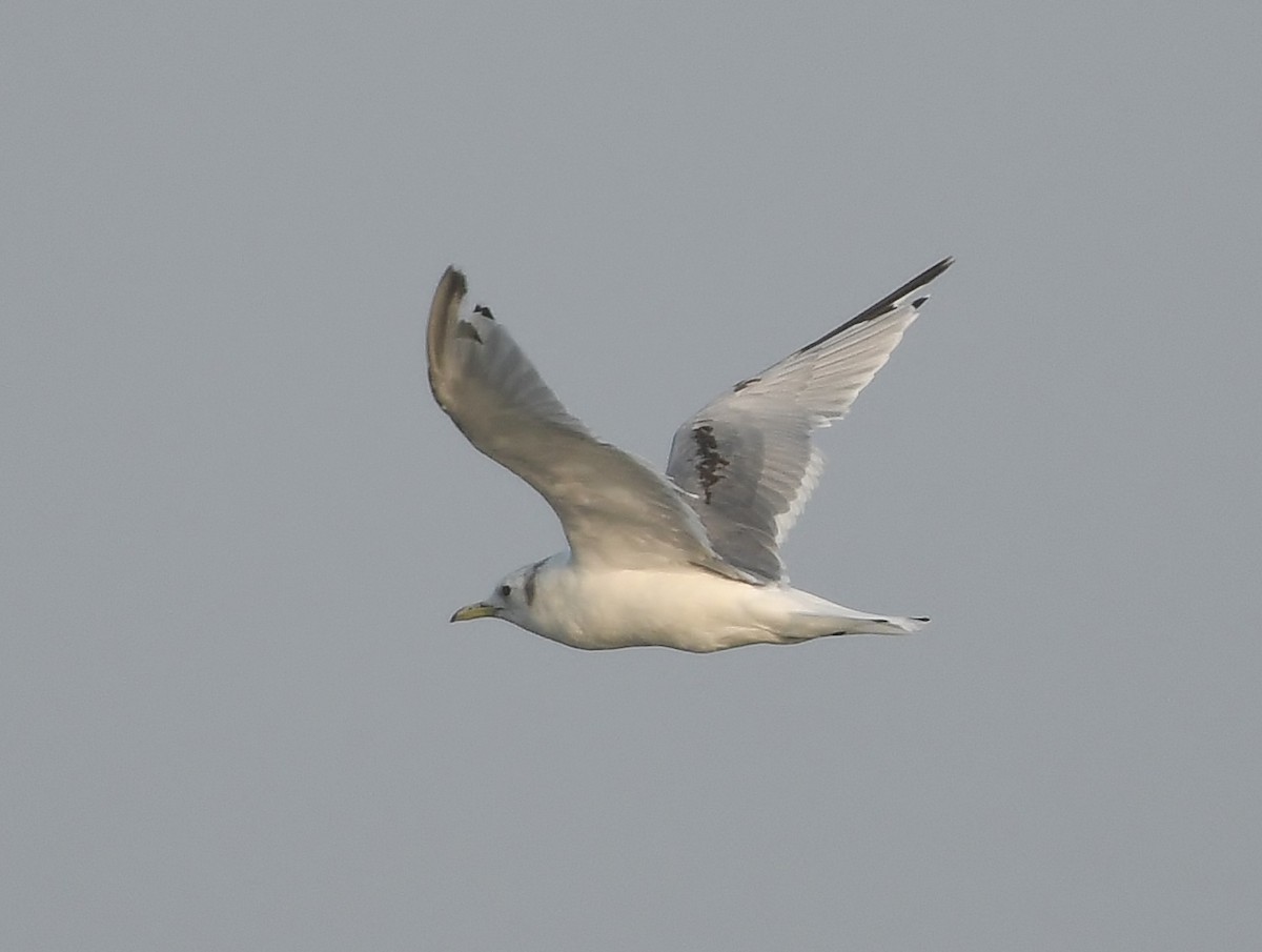 Black-legged Kittiwake - ML591373001