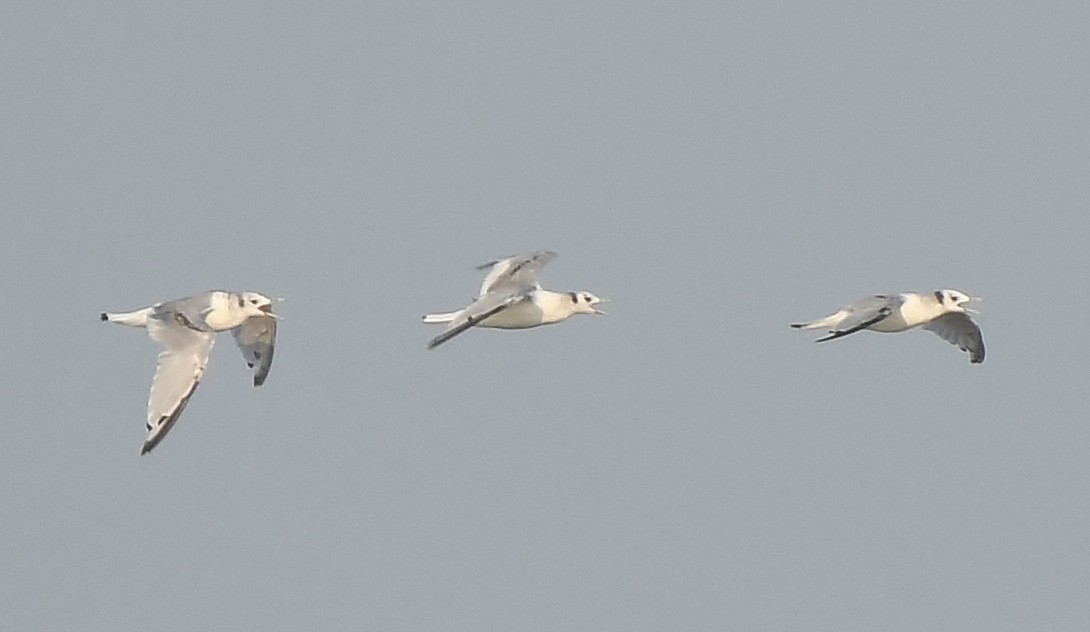 Gaviota Tridáctila - ML591373011