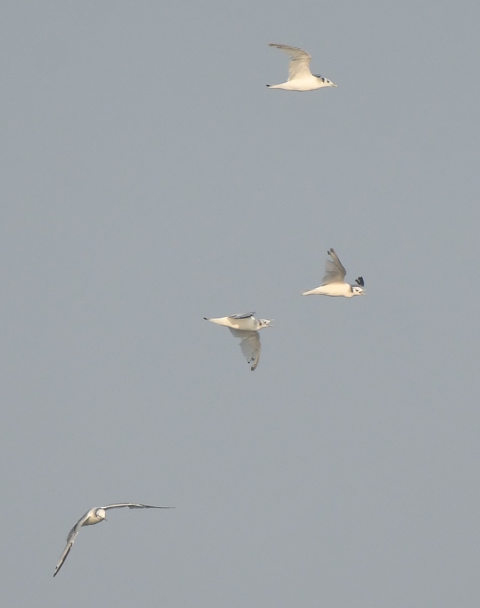 Black-legged Kittiwake - ML591373021